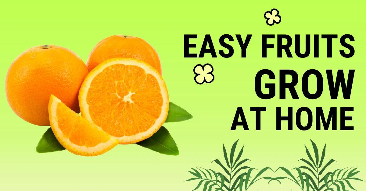 Best winter flowers in India for home garden