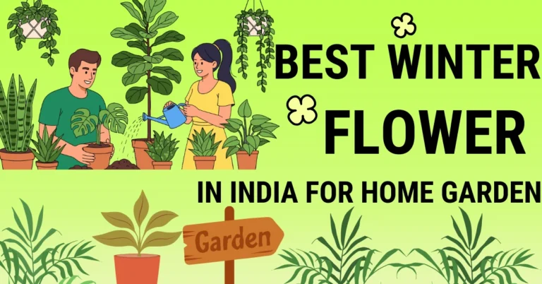 Best winter flowers in India for home garden