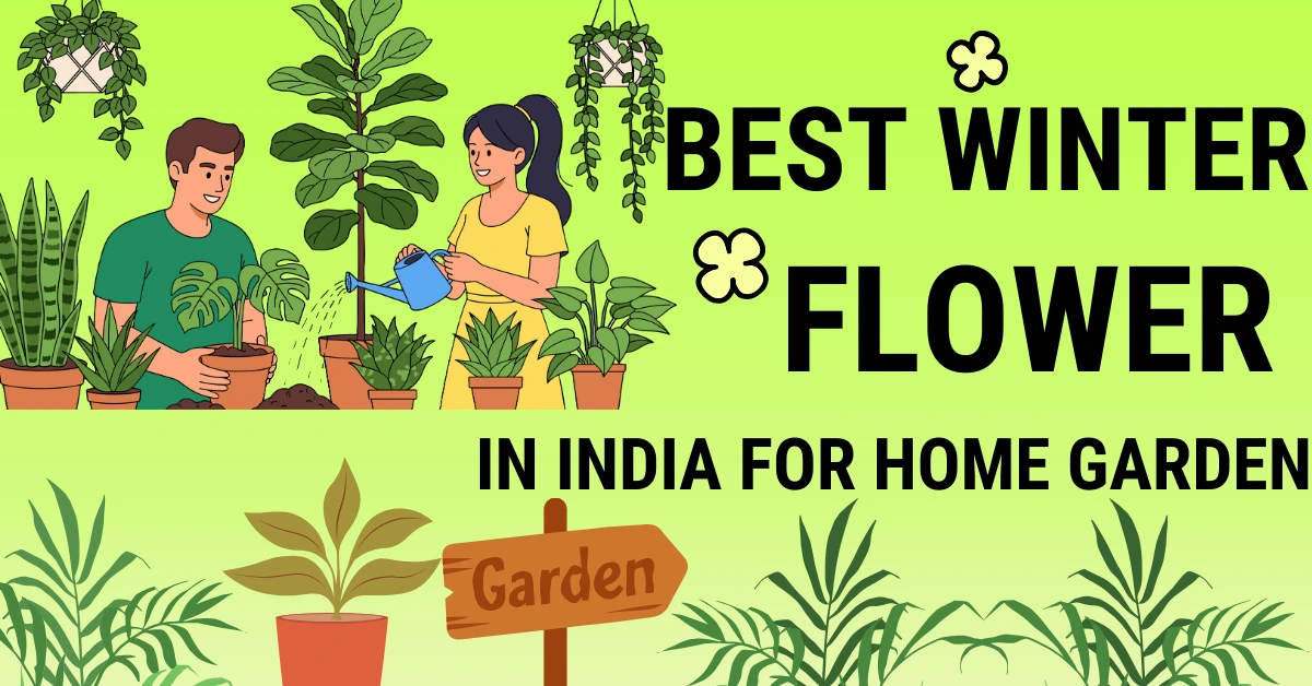 Best winter flowers in India for home garden