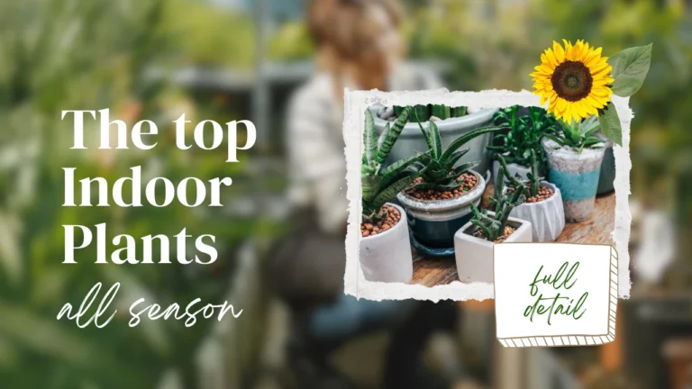 indoor plants for beginners