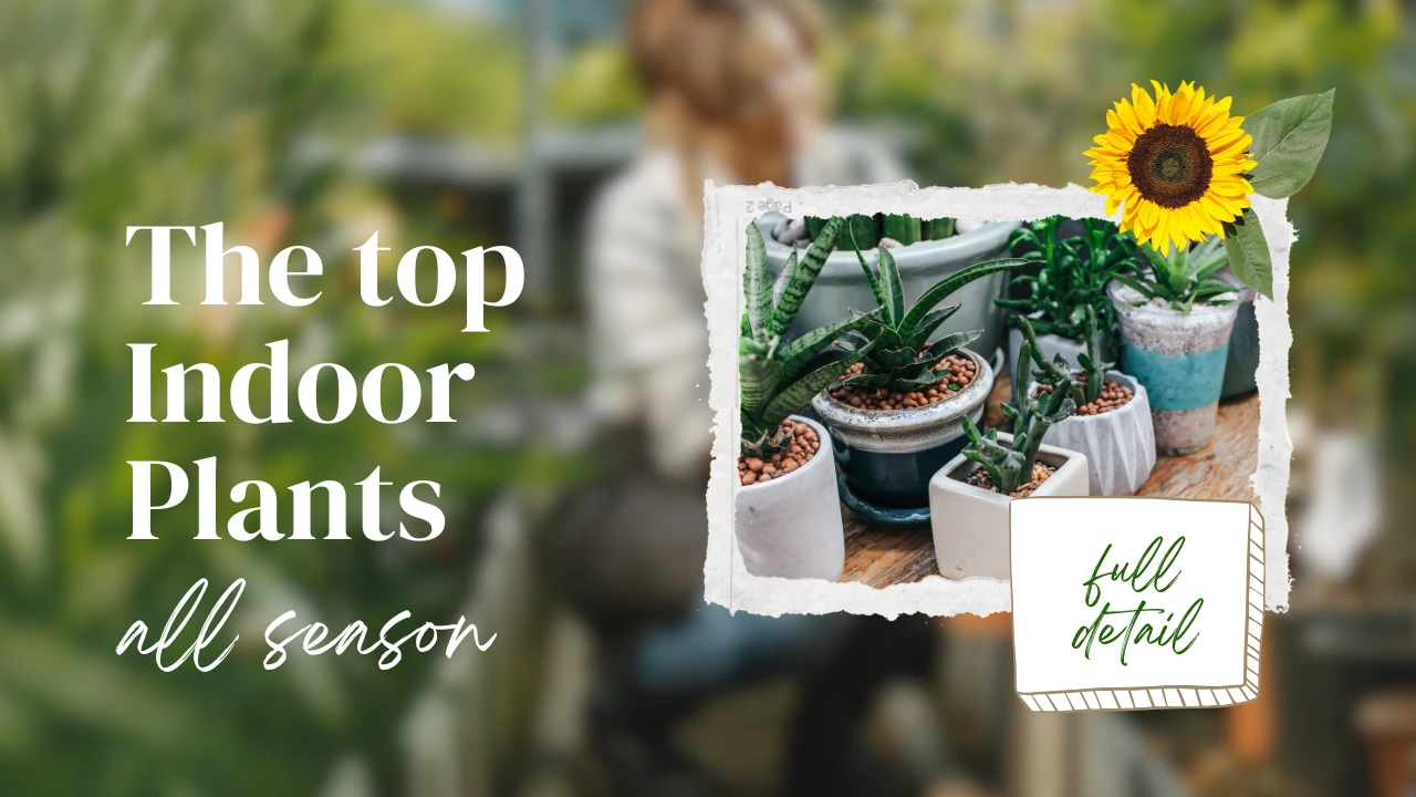 indoor plants for beginners