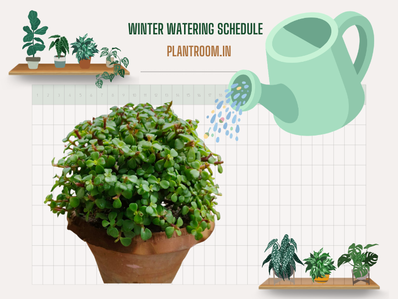 Indoor Plant Care in Winter India: A person checking soil moisture by finger test