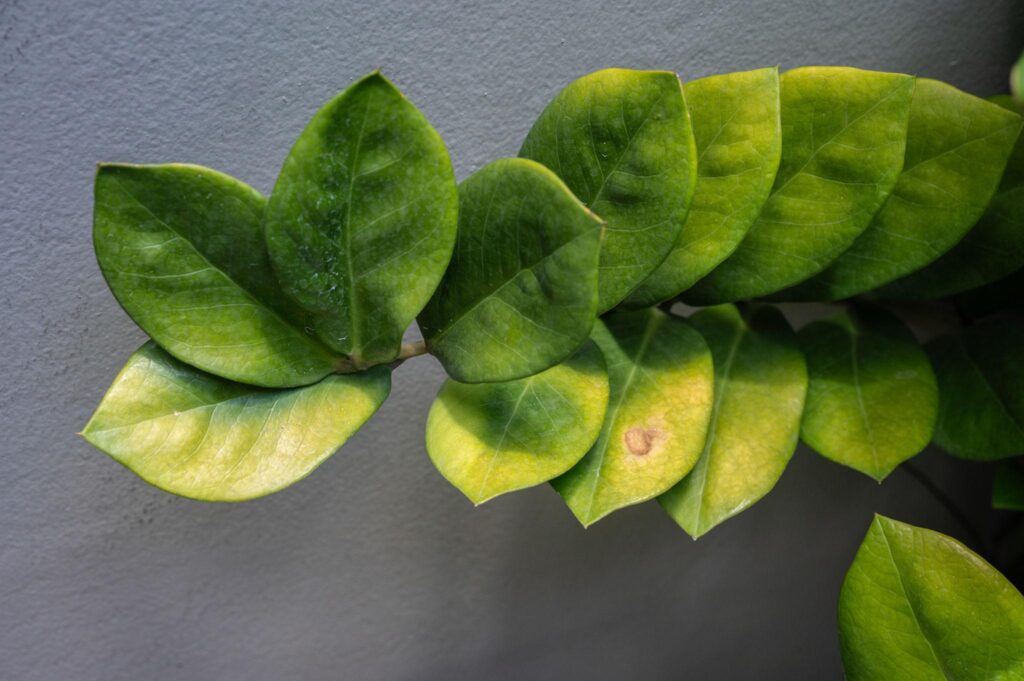 Other Causes of Yellow Leaves