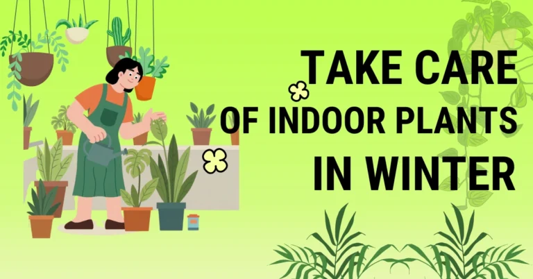 Best indoor plants for low light areas in India