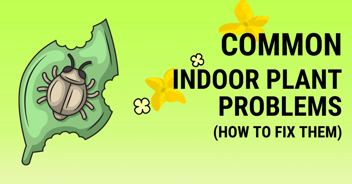 common indoor plant problems and solutions