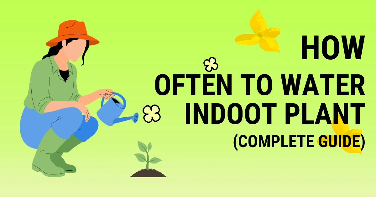 how often should you water indoor plants