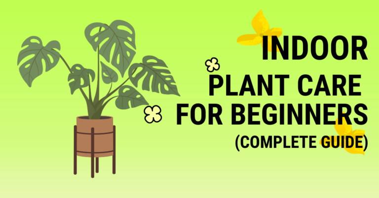 Indoor plant care for beginners