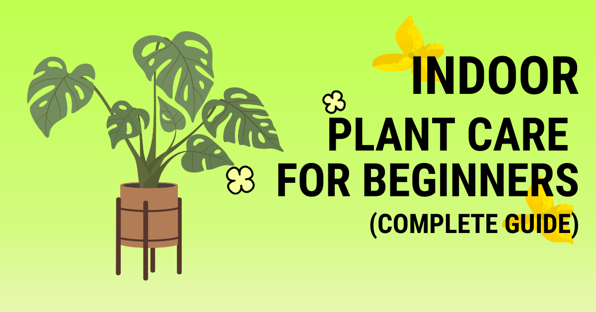Indoor plant care for beginners