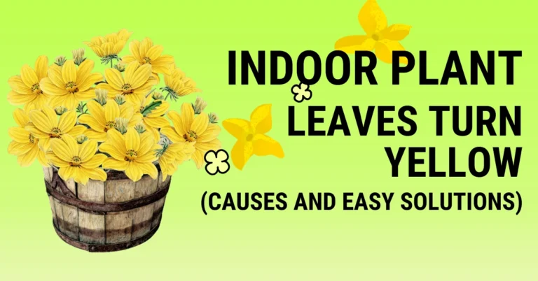 Indoor plant leaves turning yellow