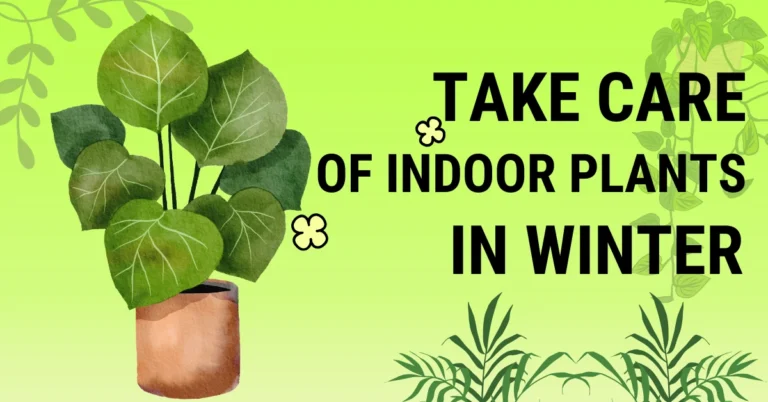 indoor plant care in winter India