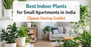 best indoor plants for small apartments in india