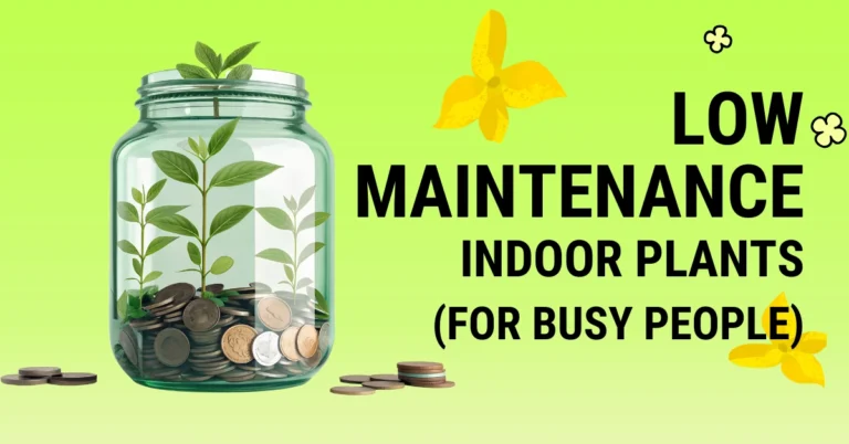 low maintenance indoor plants in india