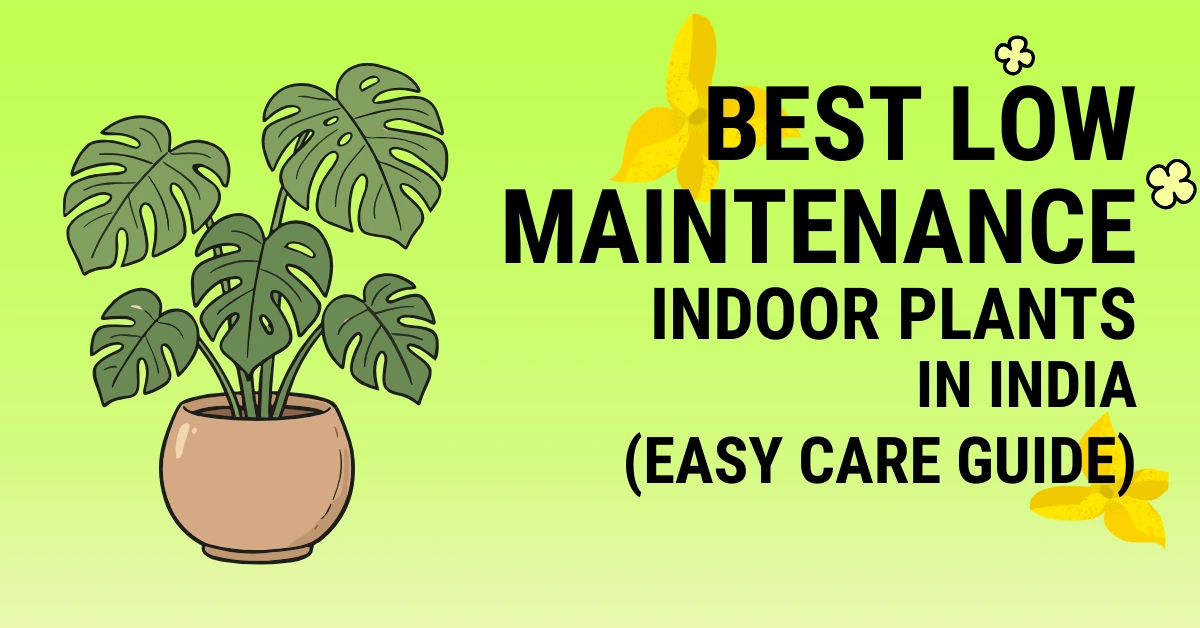 best low maintenance indoor plants in India for beginners