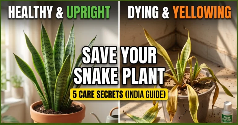 Snake Plant care tips: How to save a dying Snake Plant from yellow leaves (India Guide)