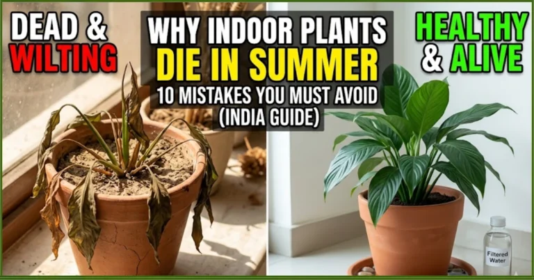 Why indoor plants die in summer? 10 mistakes & solutions (India Guide)
