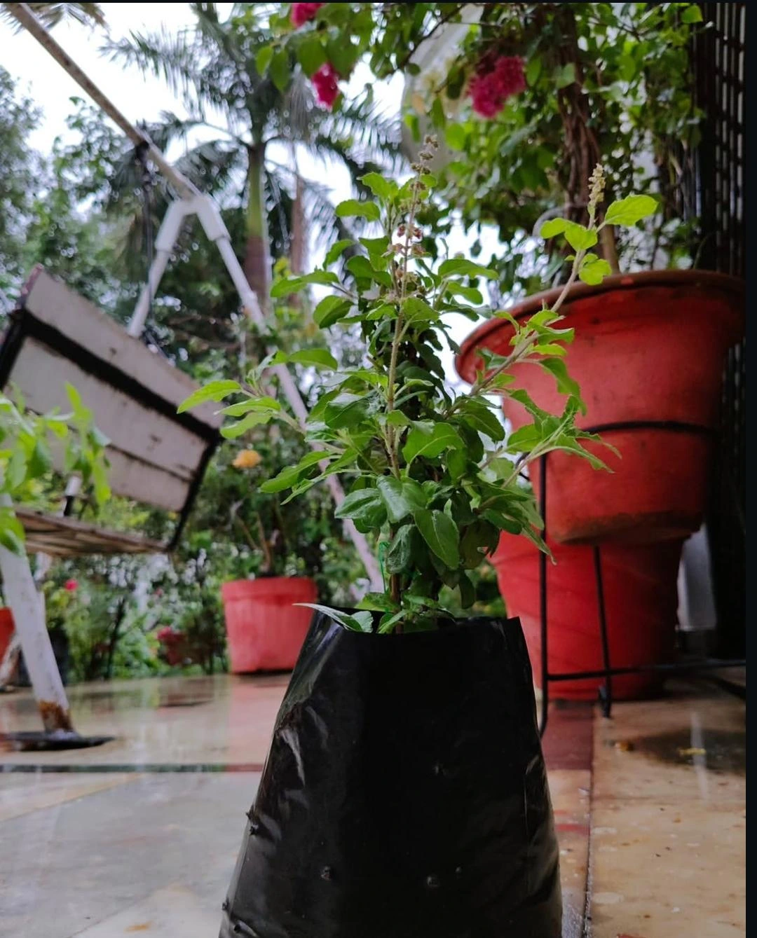 Healthy Tulsi plant in summer garden