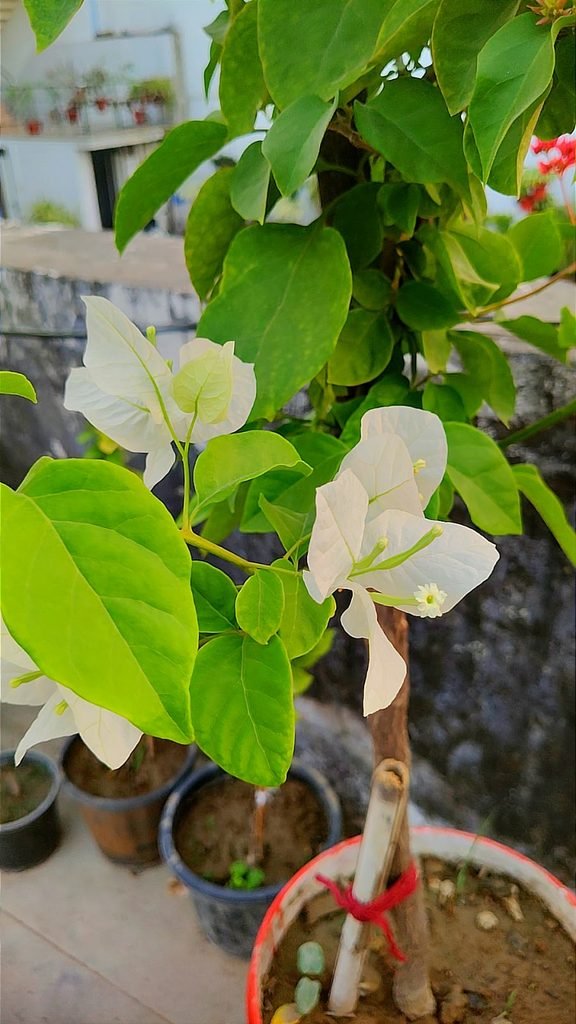 best fertilizer for bougainvillea