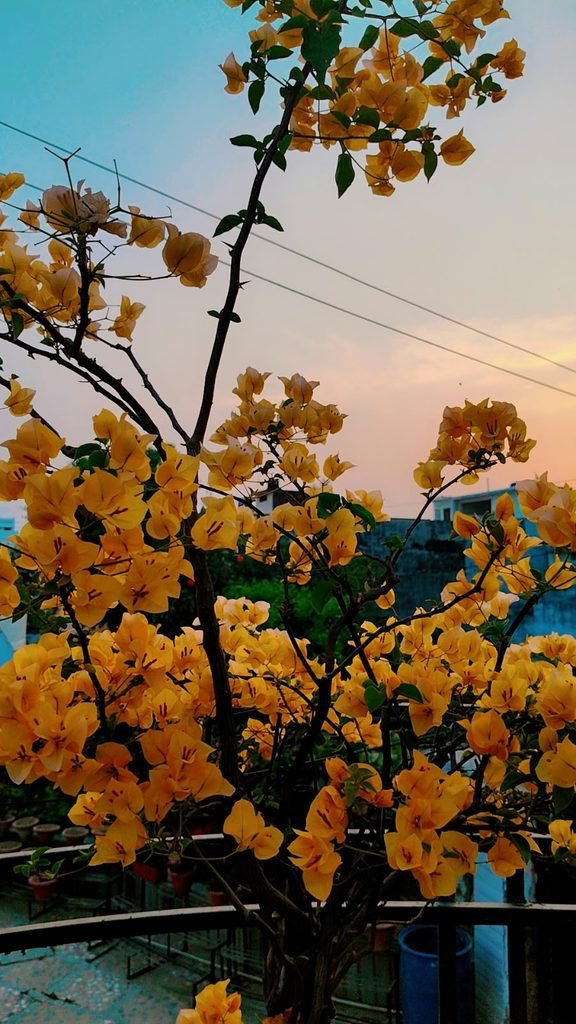 bougainvillea flowering season in India