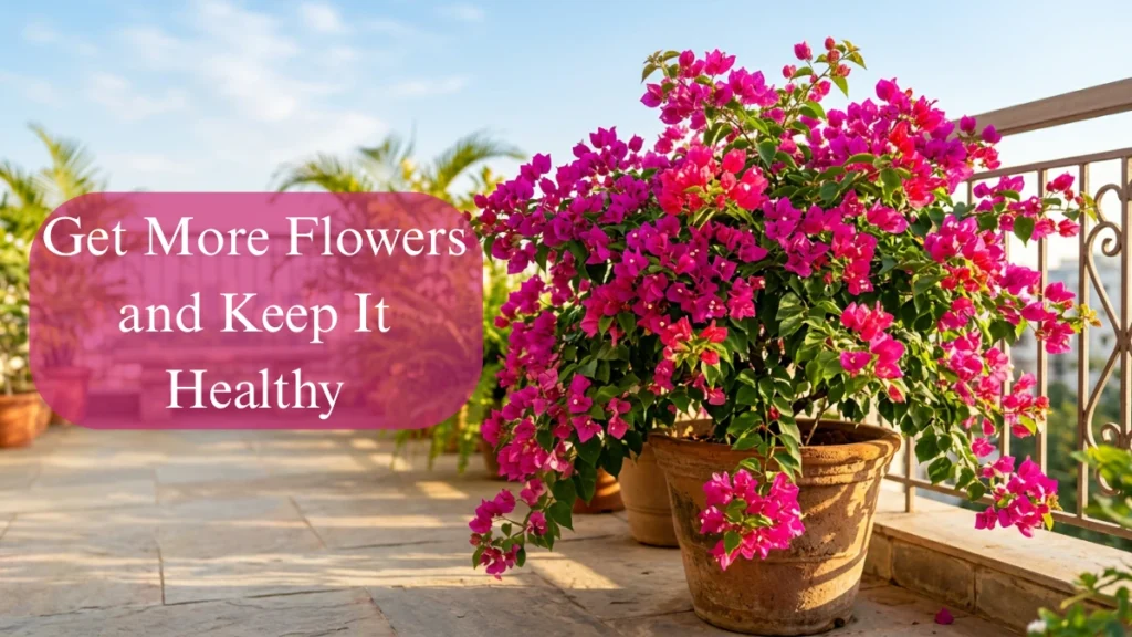 Bougainvillea plant care in India alcony under full sunlight