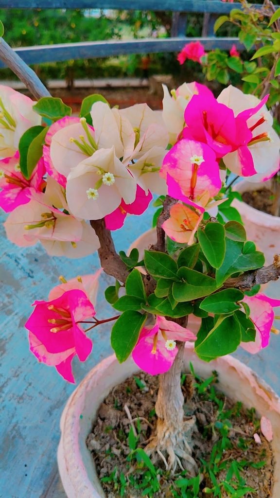 how to get more flowers in bougainvillea